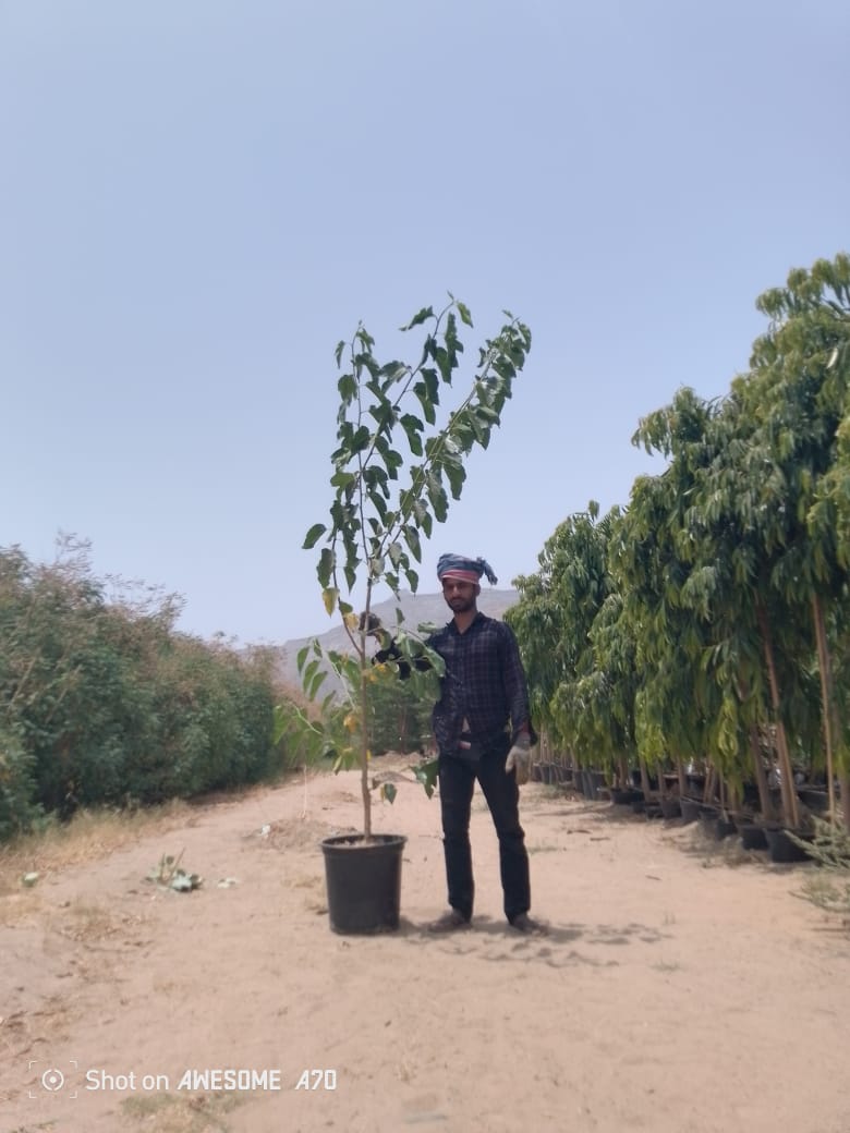 توت