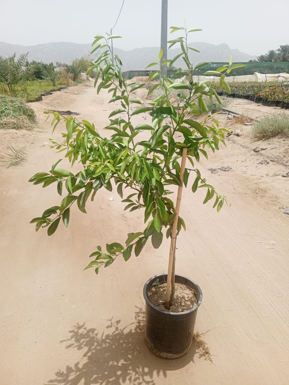 يوسفي باكستاني