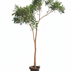 Collection image for: نباتات ملونة