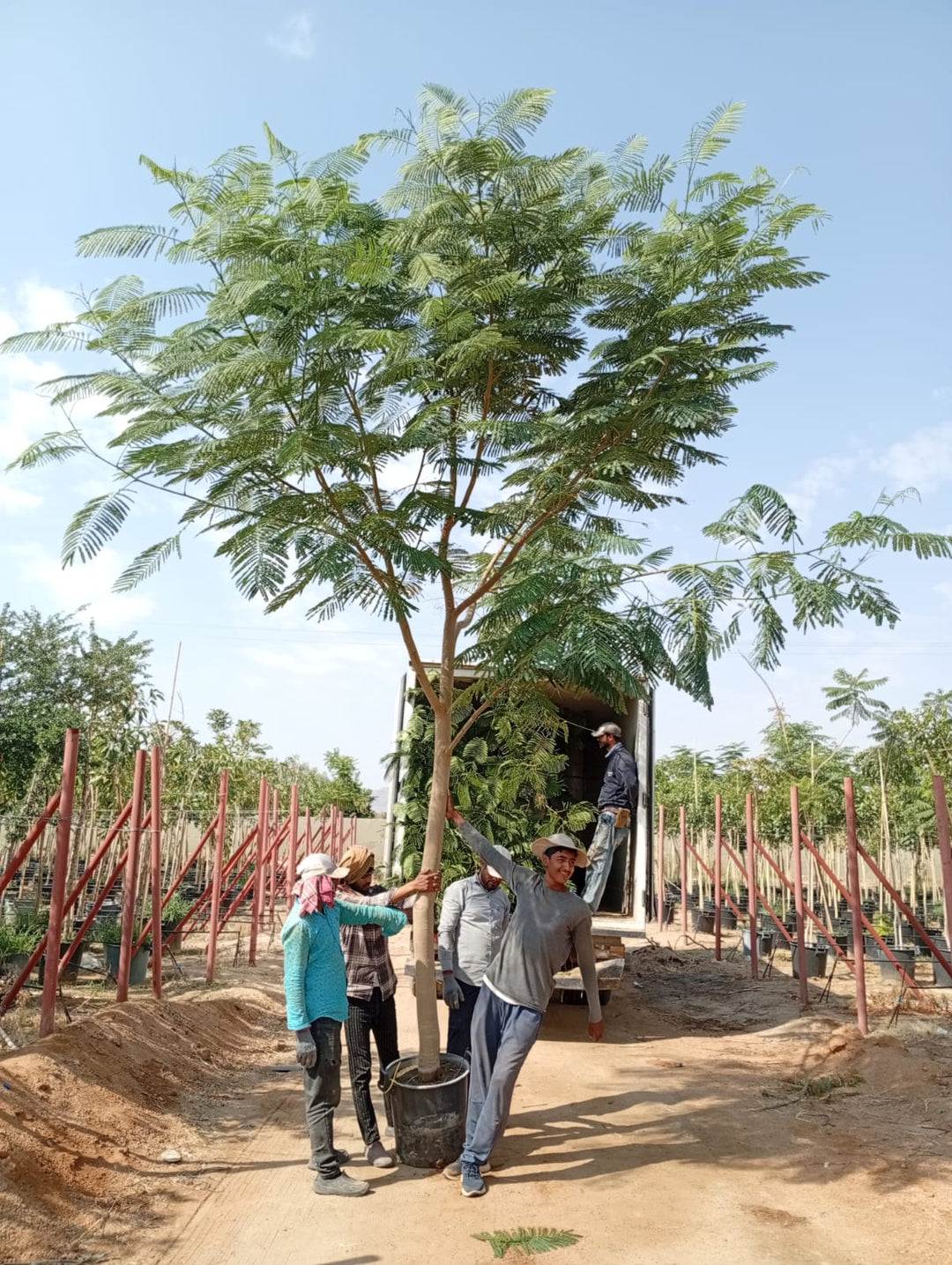 شجرة بونسيانا ملكية