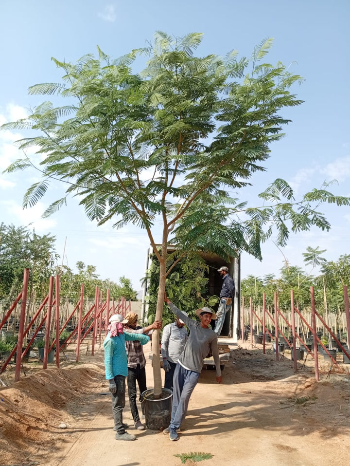 شجرة بونسيانا ملكية