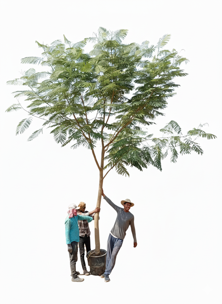 شجرة بونسيانا ملكية