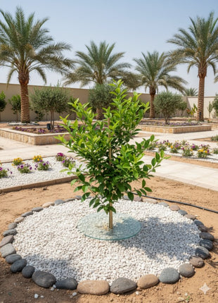 يوسفي باكستاني