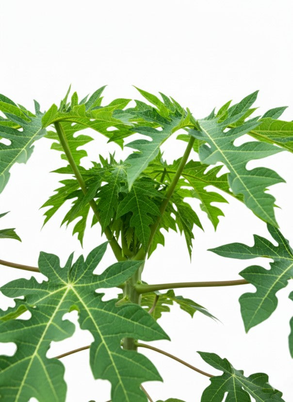 نبتة البابايا