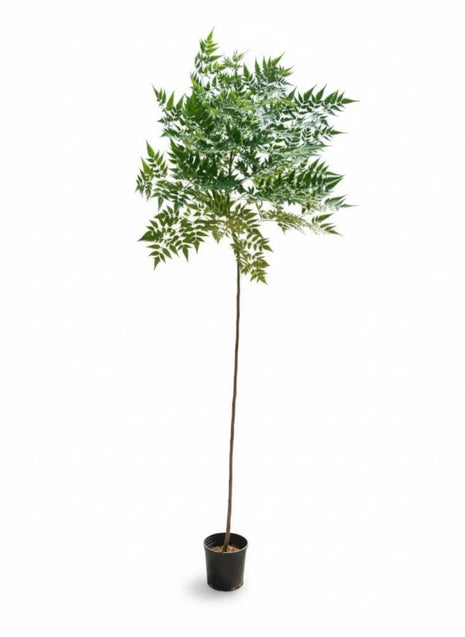 السبحبح