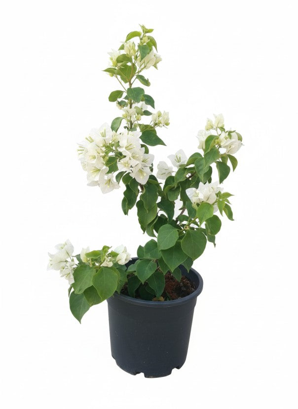 جهنميه الحرير الأبيض