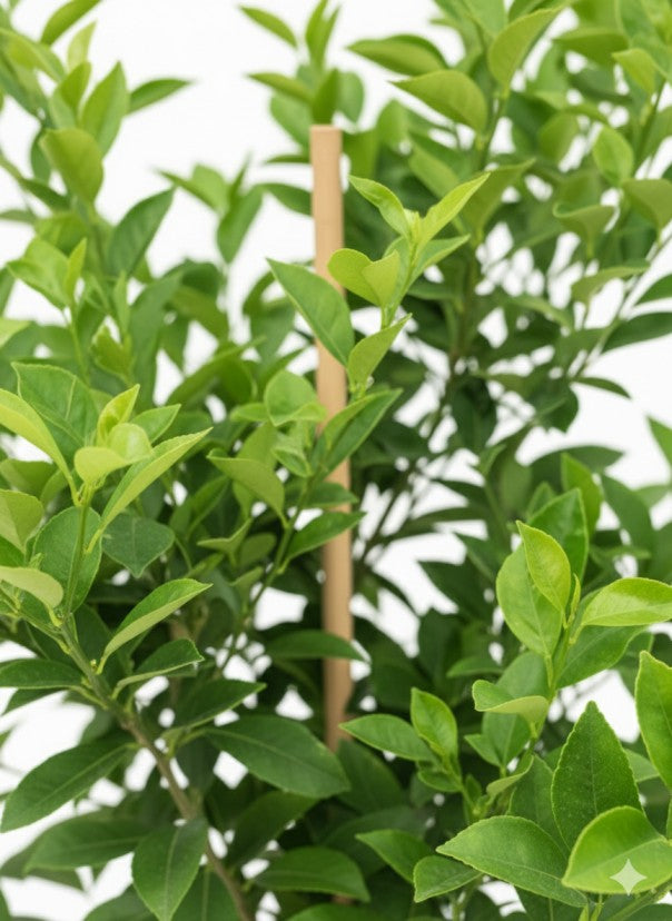 يوسفي باكستاني