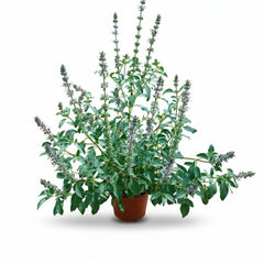 Collection image for: Home page