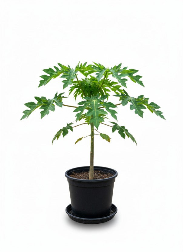 نبتة البابايا