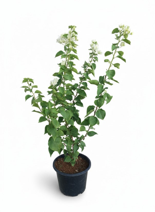 جهنميه البيضاء لون