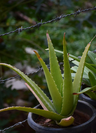 Aloe Vera
