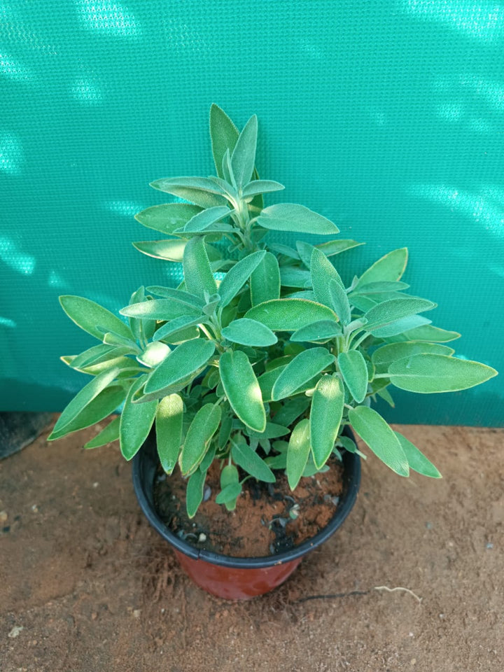 مريميه
