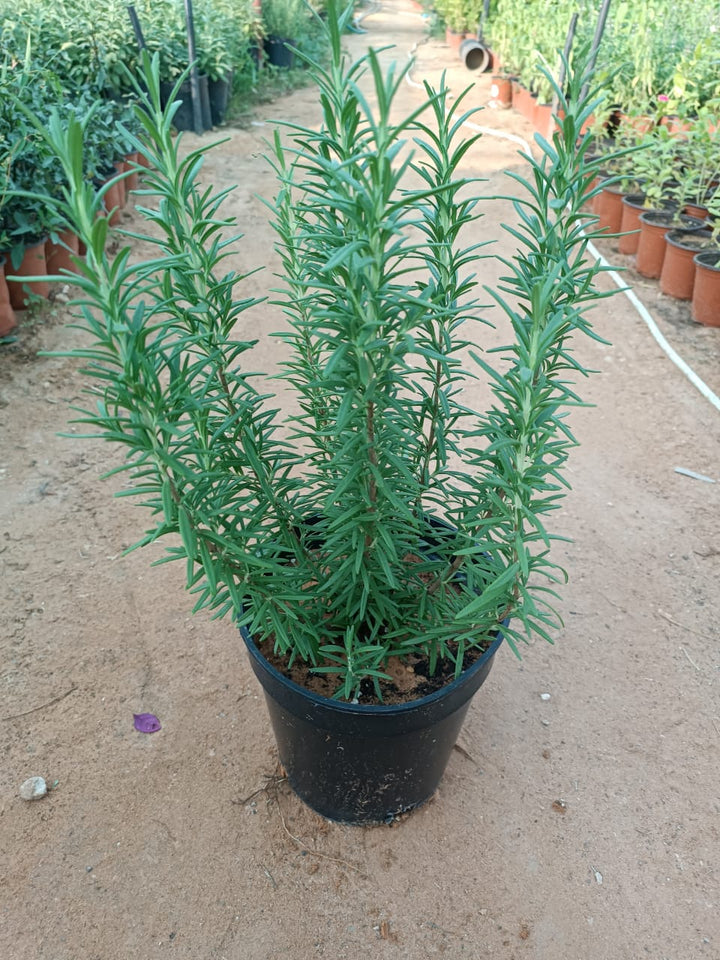 روزماري