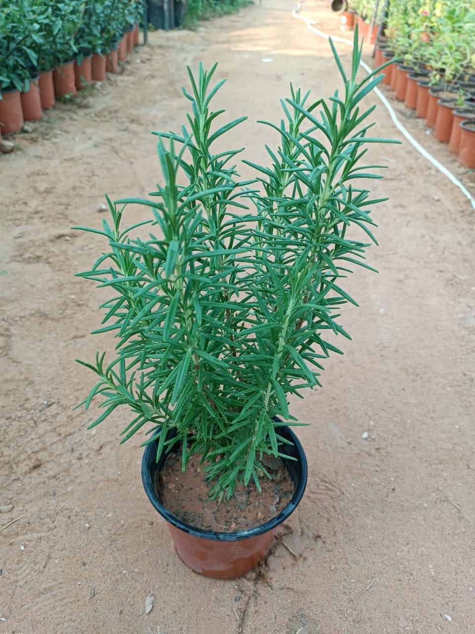 روزماري