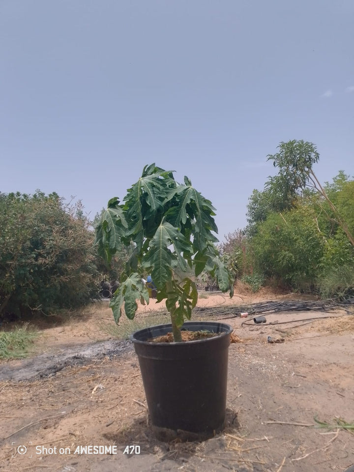 نبتة البابايا