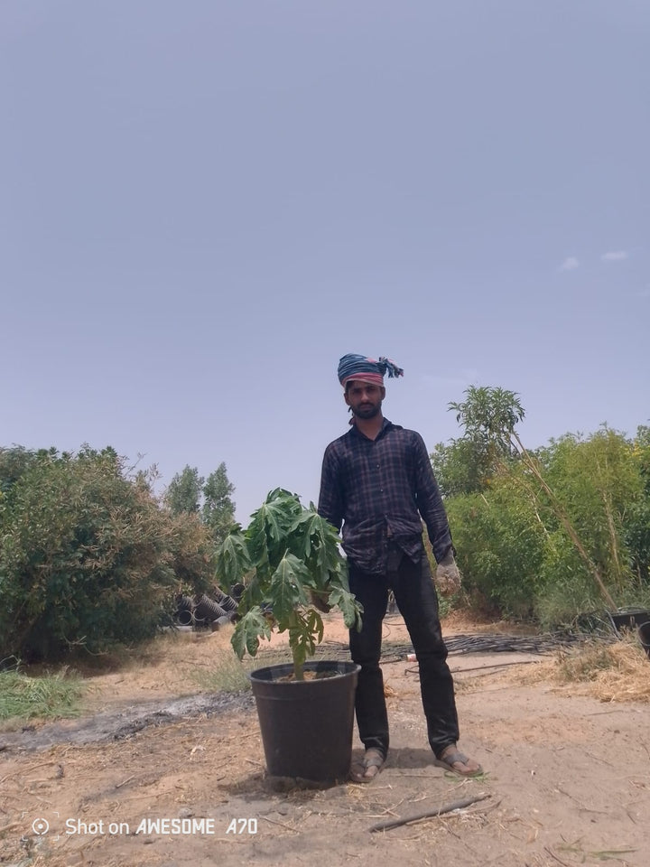 نبتة البابايا