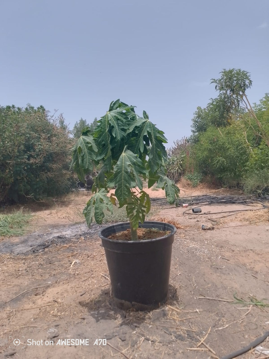 نبتة البابايا