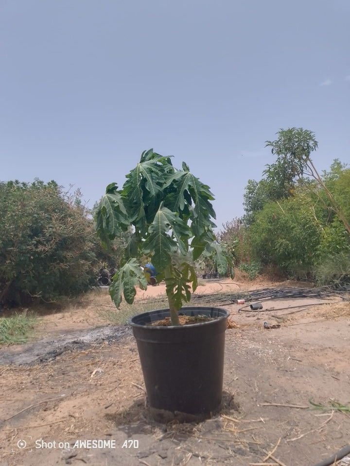نبتة البابايا