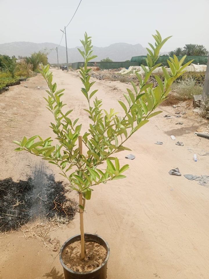 حمضيات
