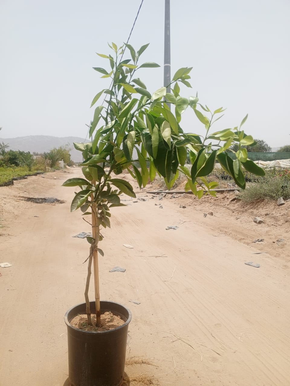 حمضيات