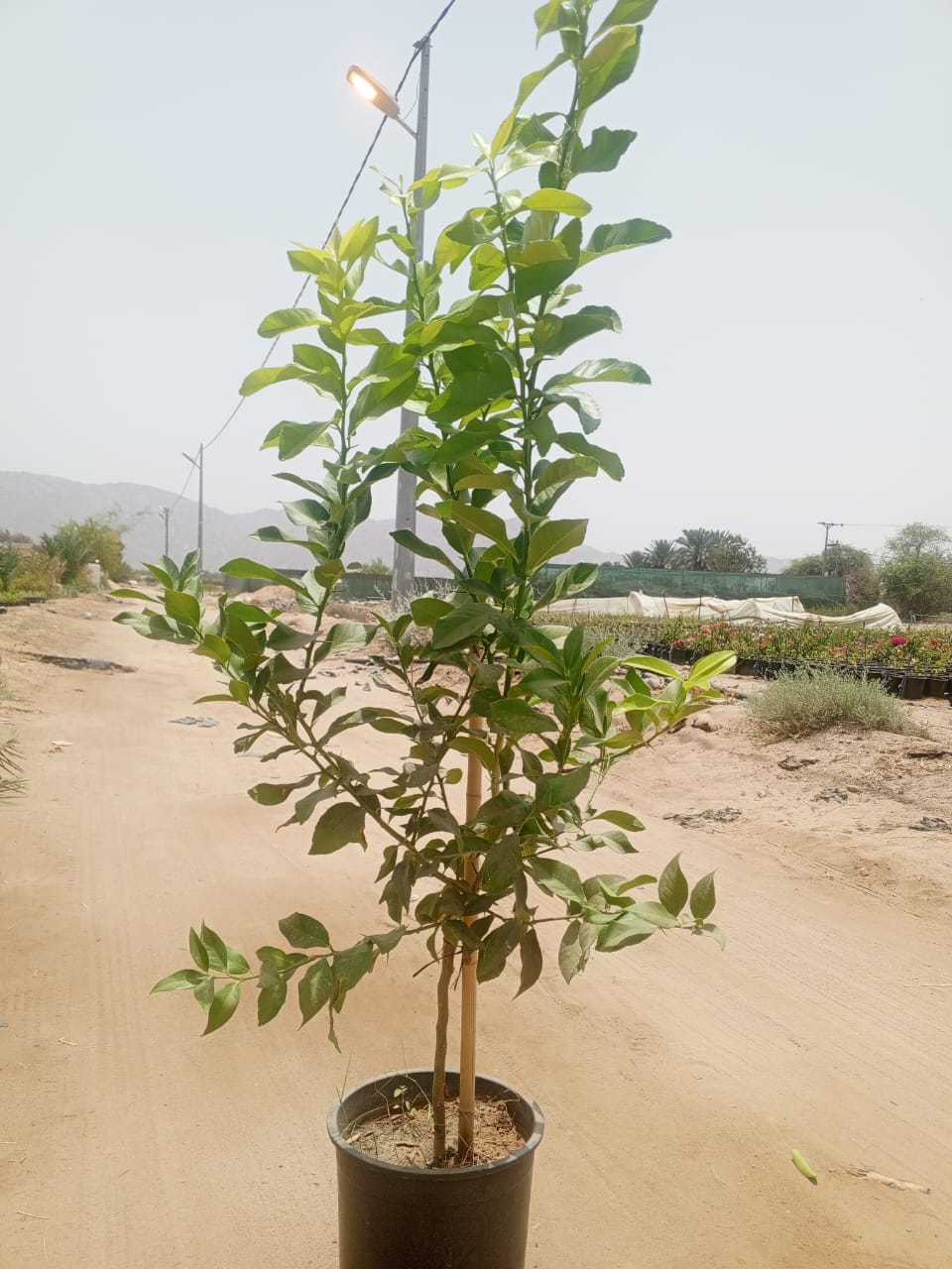 حمضيات
