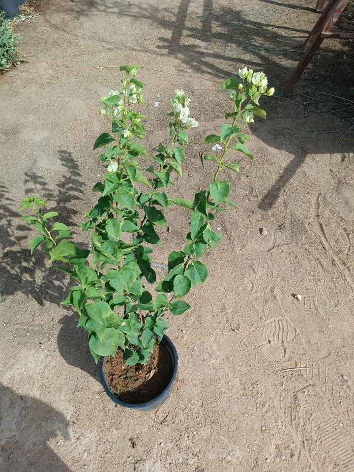 جهنميه البيضاء لون