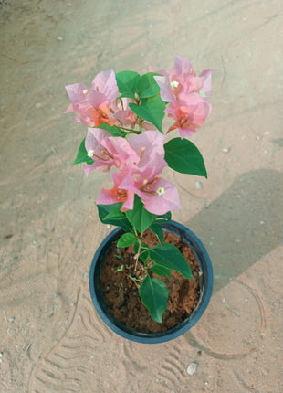 جهنمية الزهري الفاتن