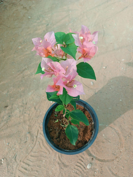 جهنمية الزهري الفاتن