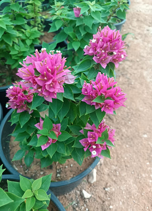 جهنميه