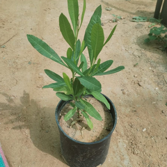 دودونيا خضراء في أجواء مشتل