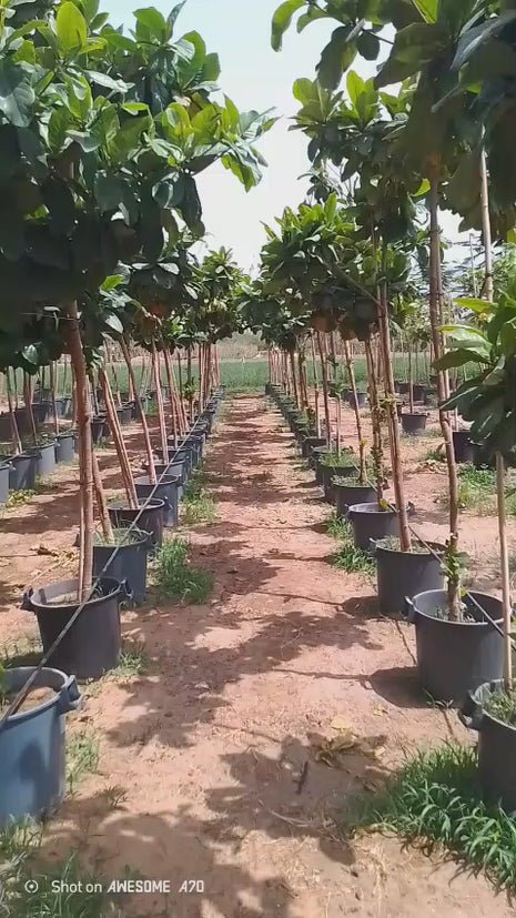 لوز حساوي