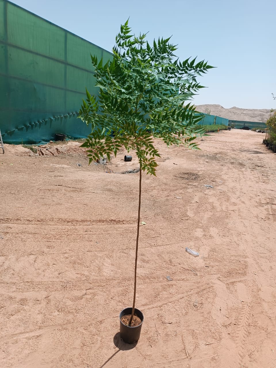 السبحبح