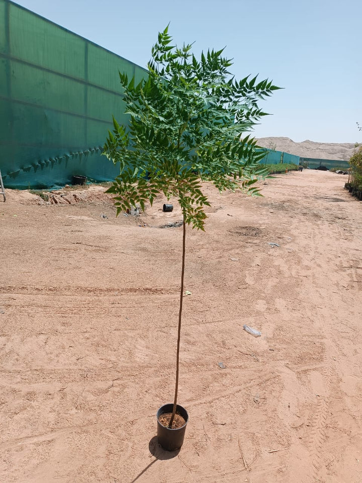 السبحبح