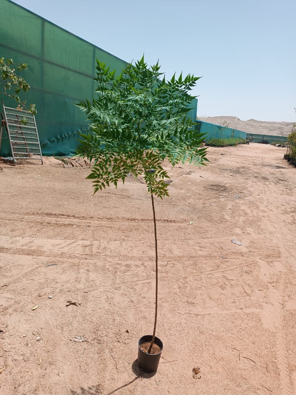 السبحبح